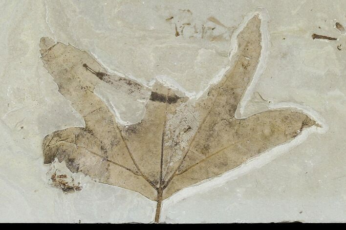 Fossil Maple (Acer) Leaf - Green River Formation, Utah #118030